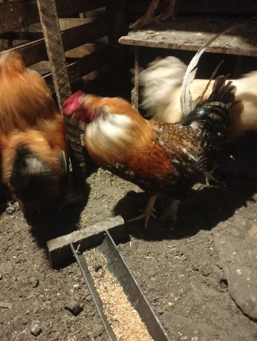Продам  красивых петушков