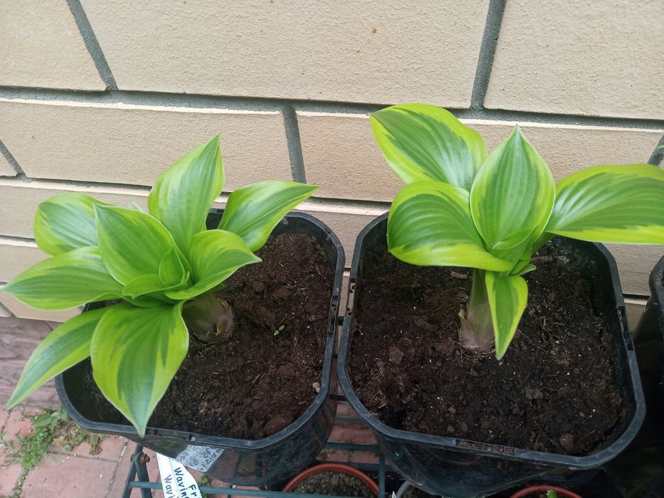 Хоста многолетная садовая микс