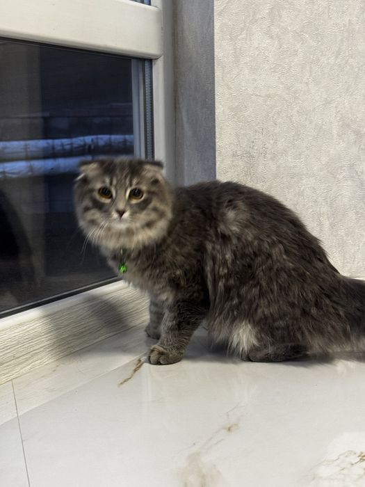 Продаётся вислоухая длинношерстная девочка