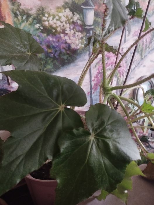 Продам срочно цветы