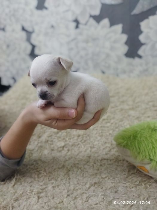 Продаются щенки чихуахуа (бронь)