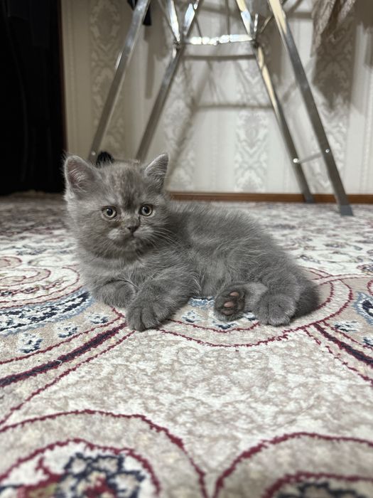 Scottish Straight (Шотландский страйт)