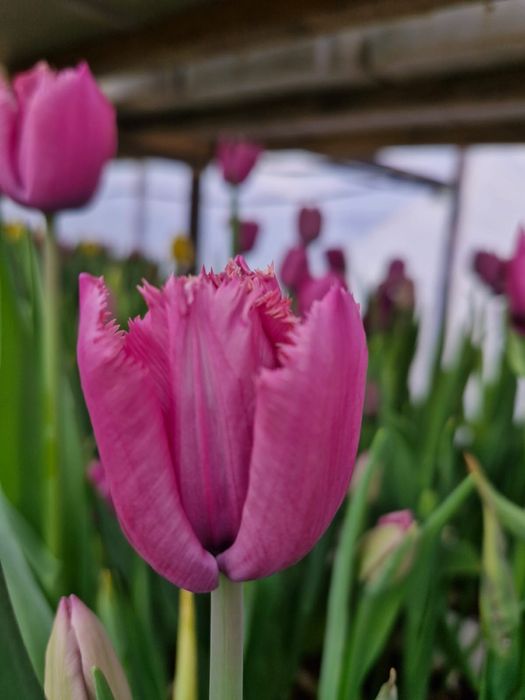 Қызғалтақ, Тюльпан