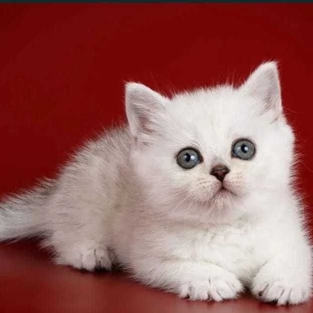 Кошечки  и котики Бриташки очаровашки..