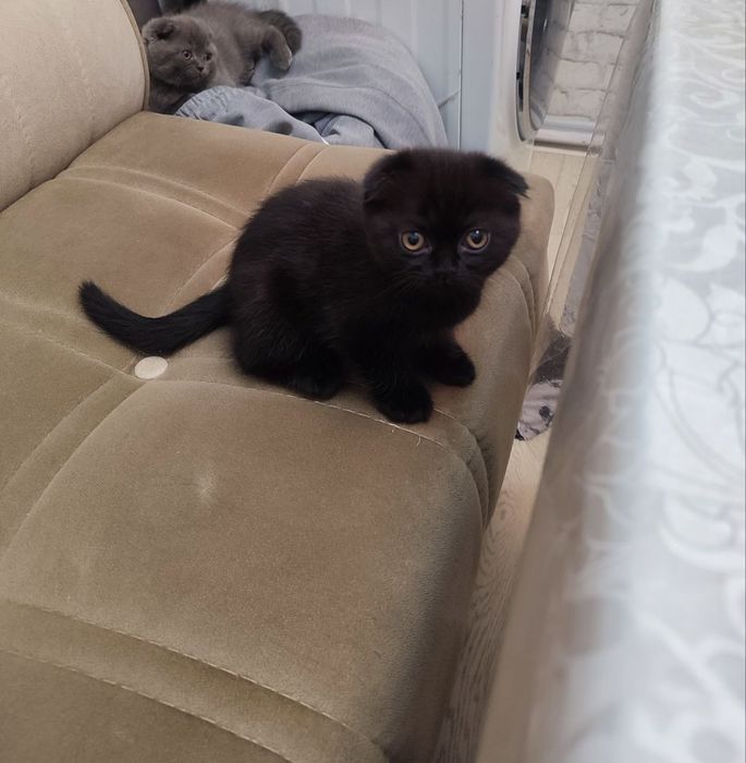 Шотландские кошки