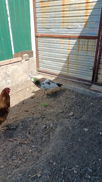 Павлин мальчик молодой