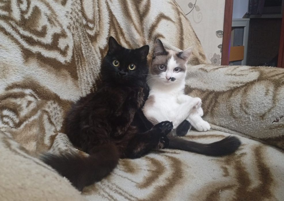 Отдам в добрые руки срочно