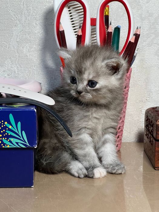 Милый котёнок в добрые руки