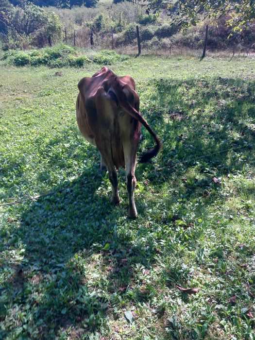 Vand vacă jersey  urgent