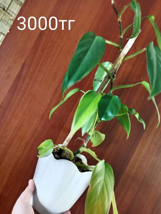 Продам коллекцию фелодрон