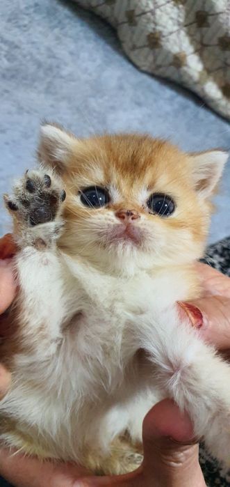 Zalataya shinshila heyland fold sotiladi