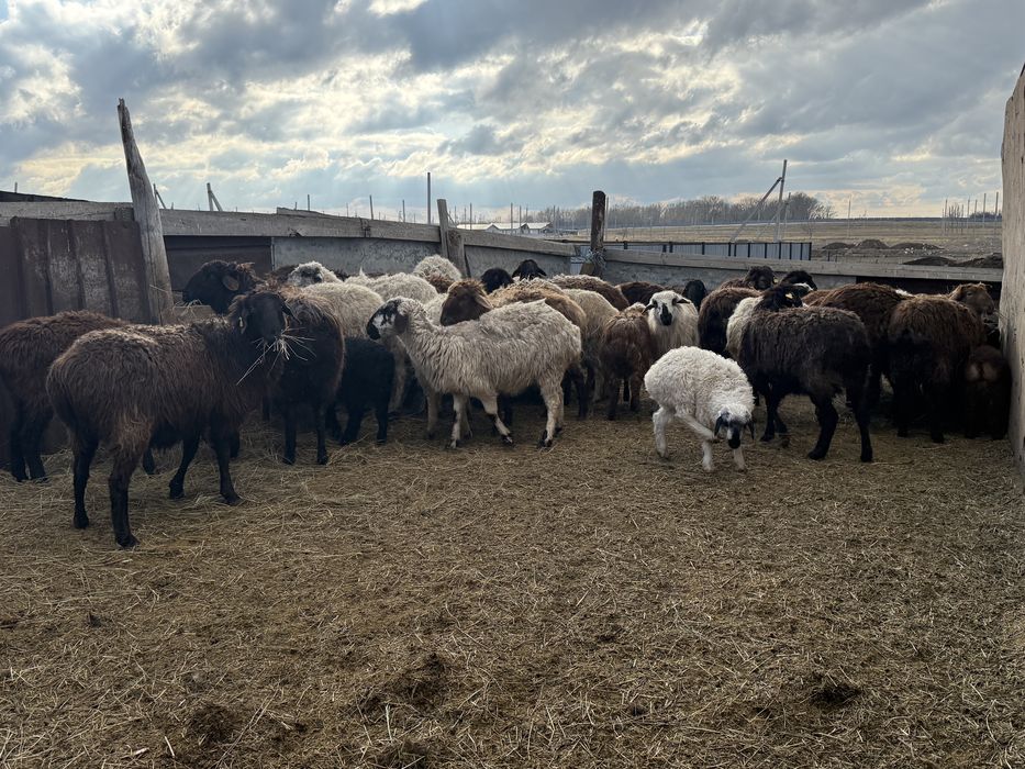 Продам баранов оптом