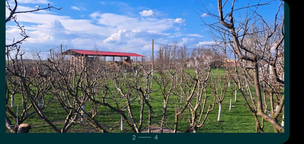 curatare-toaletare a pomilor fructiferi, vita de vie, arbusti, garduri