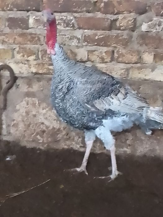 Нар (индюк) курка сотилади