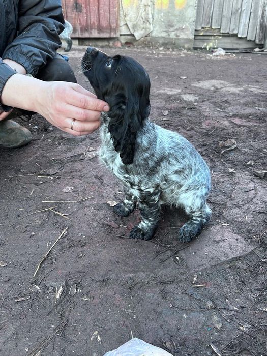 Продам щенков спаниеля