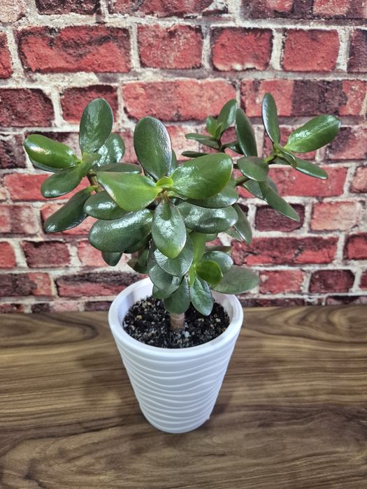 Продам домашние цветы