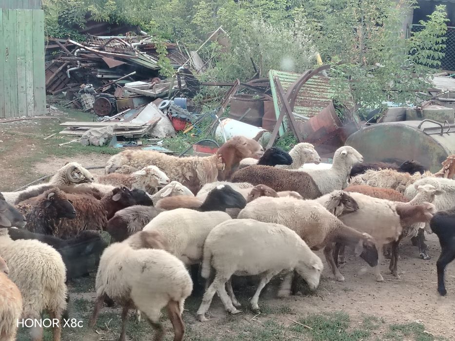 Продам баранов оптом.