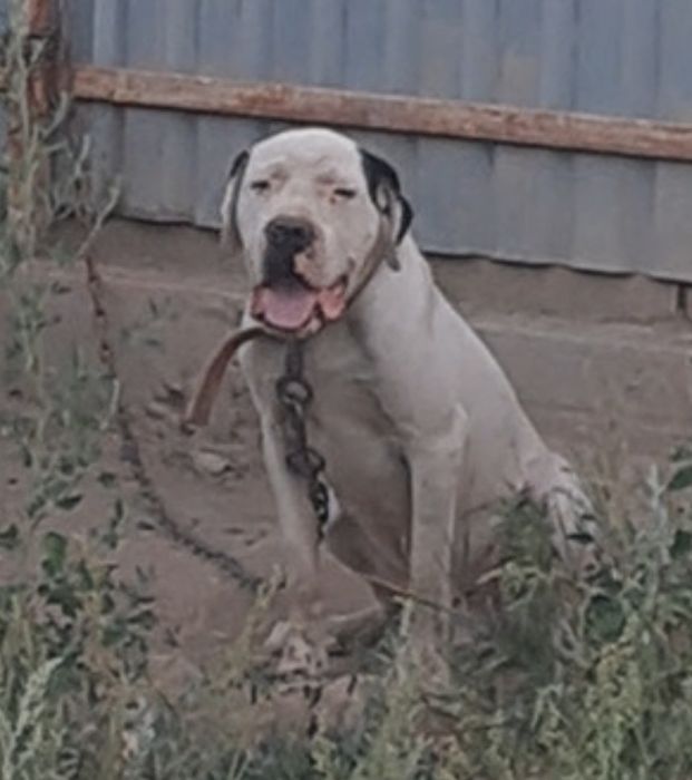 Аргентинский дог сатылады