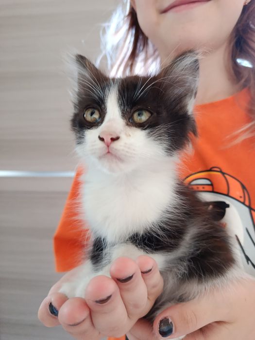 Котенок, девочка, 2 месяца