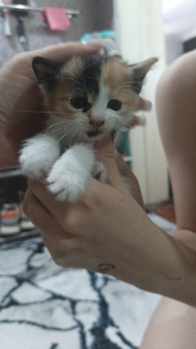 Срочно отдам красивых котят.