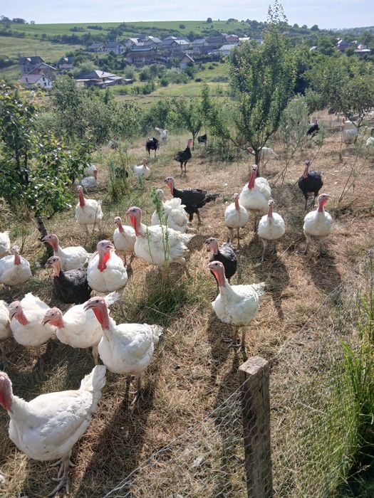 Pasari de curte de vanzare