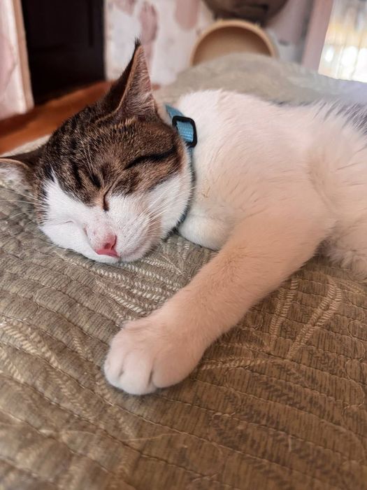 Добрым и ответственным людям замечательного котика