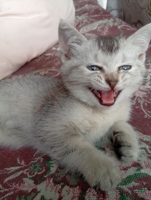 Отдам британских котят в добрые руки