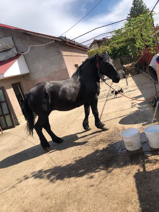 Iapa semigrea de vanzare