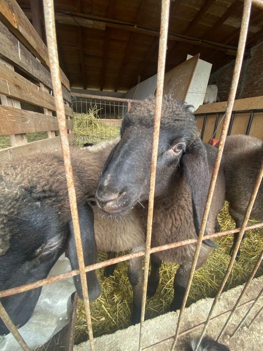 Vând miei   rasa carabaș