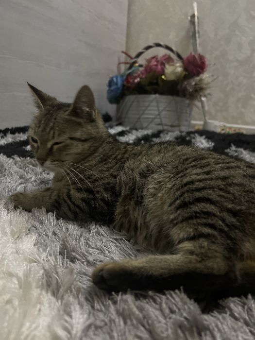 отдадим кошку даром беременная