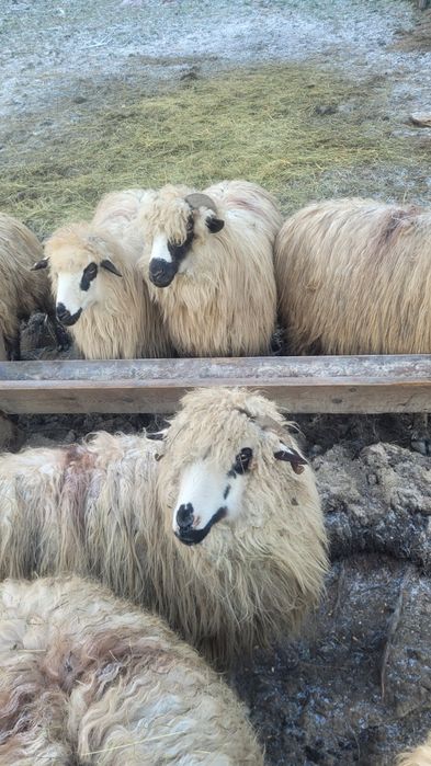 Vând cinci oi tinere doua fătare mai multe detalii la telfon