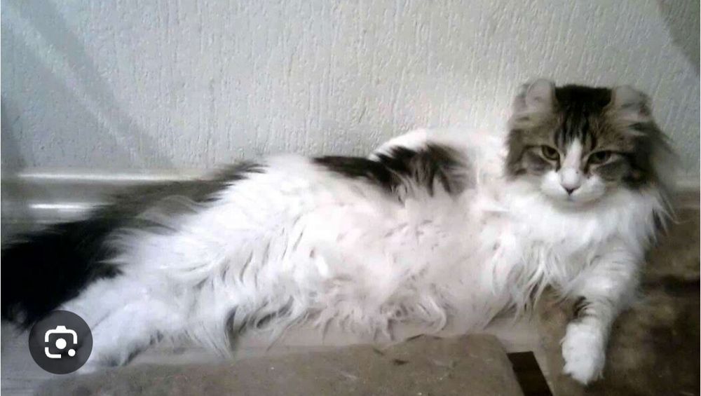 Продайота американская кёрл