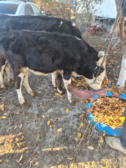 Сиырлар сатылады срочно