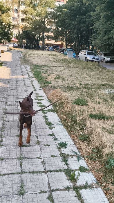 Подарявам доберман