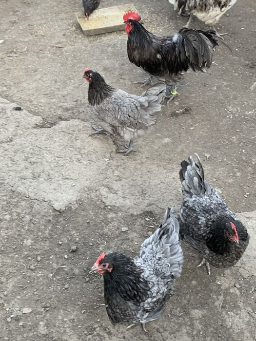 Familie de Aistralorp albastru