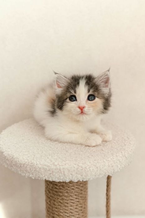 Отдам котенка-девочка в заботливые ручки