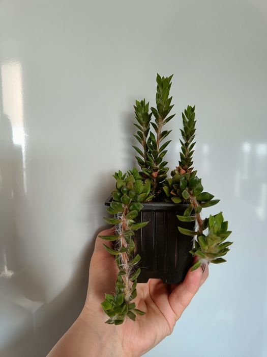 Продам суккуленты 3 вида