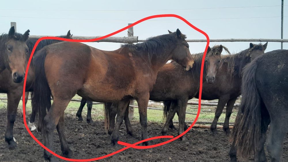 Продам кобылу 6лет