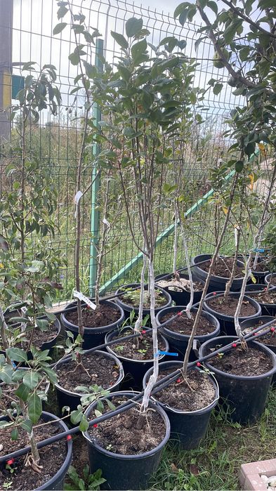 Pomi fructiferi la ghiveci ! Pomi pe rod !