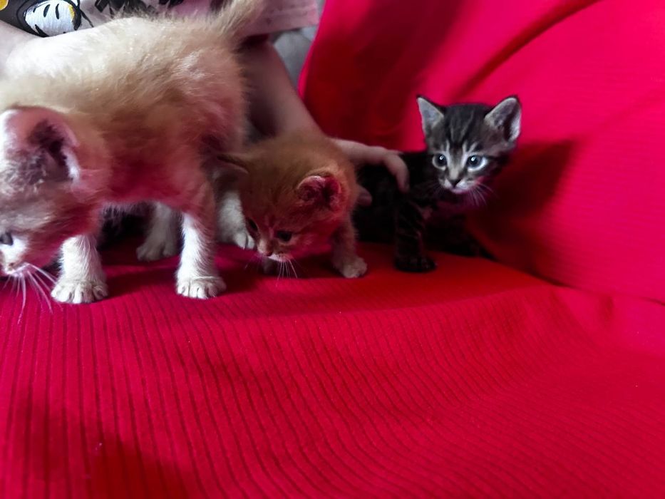 Кошка в добрые руки умные очень