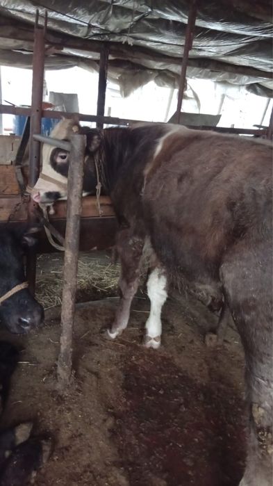 Быки домашние.