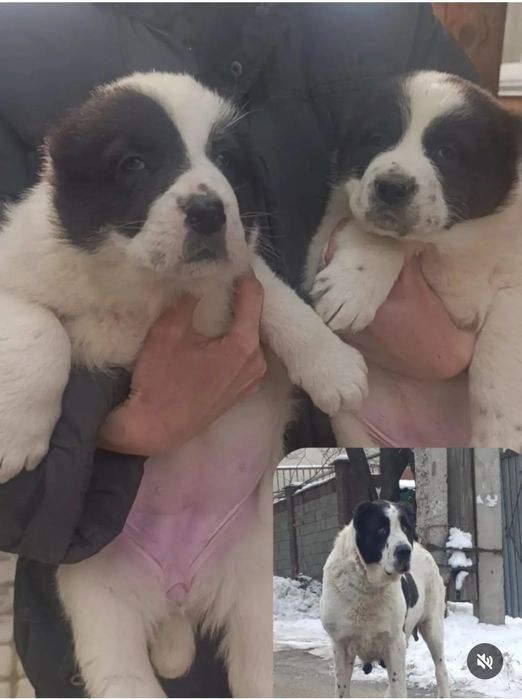 Шикарные девочки от супер тяжи .