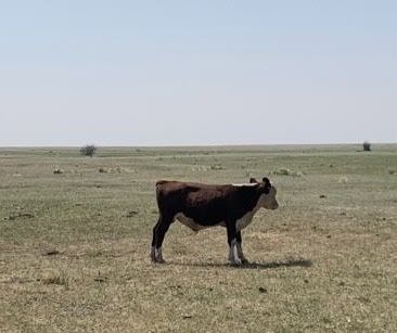 Продам полторагодовалые 8 голов бычков