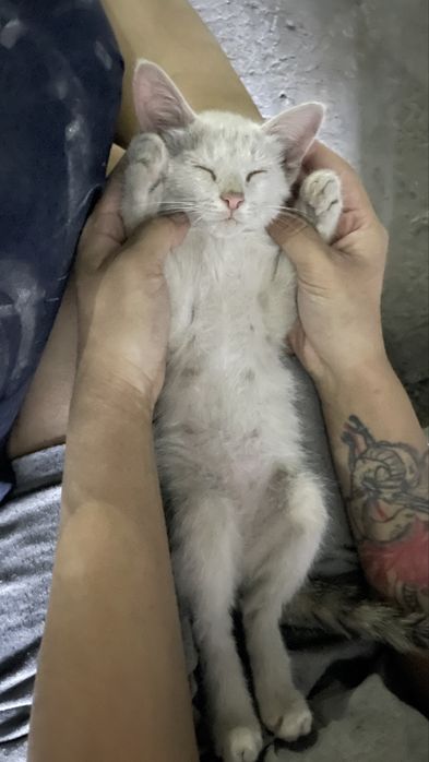 Продам котят сразу двоих