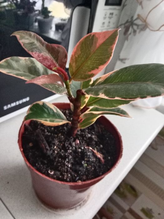 Фикус тинеке продам