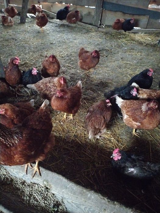 Găini rosi ouatoare