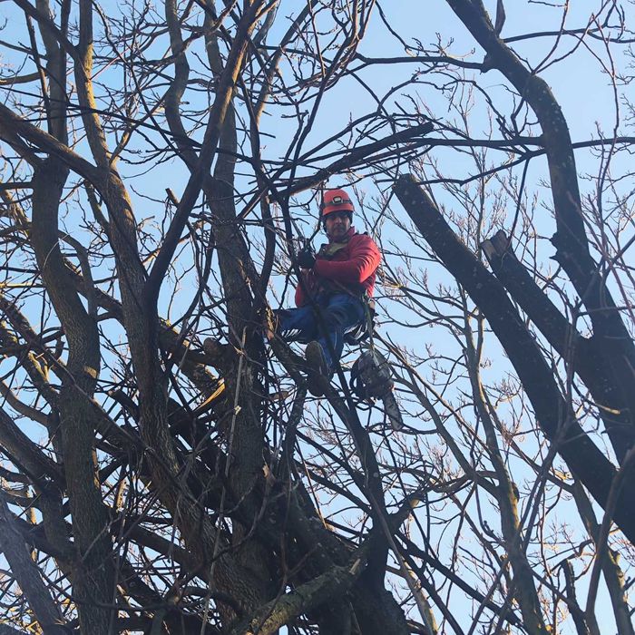 Toaletare arbori | Doborâre copaci