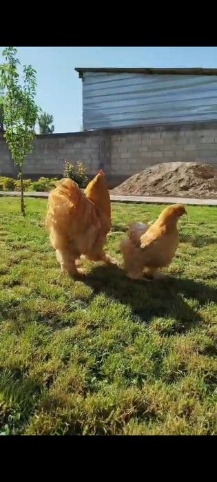 Продам семью палевого кохинхина 1+2