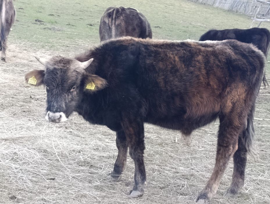 Vand vitel detalii la telefon