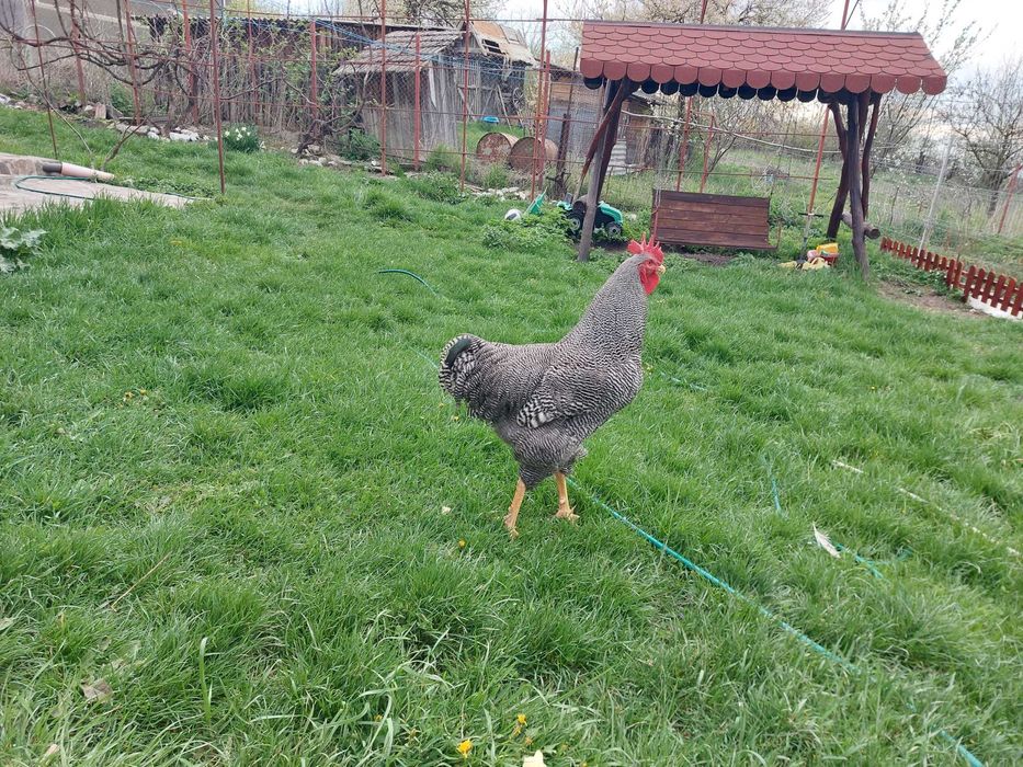 Familie Playmouth Rock Barat